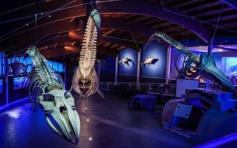 Caccia al tesoro della Befana al Museo di Storia Naturale