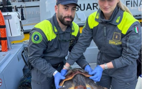 Liberata una tartaruga marina da un attrezzo illegale