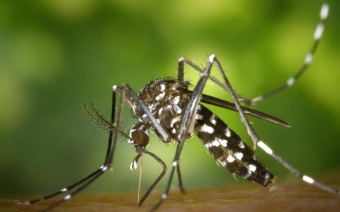 Livorno, segnalati due casi di dengue dopo un viaggio nel Sud-Est asiatico