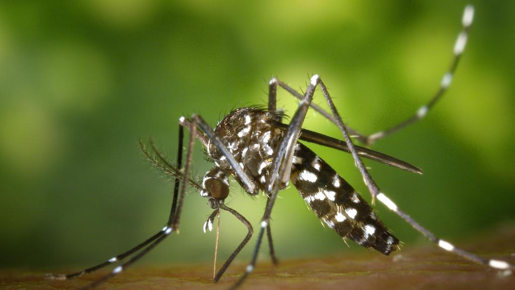 Livorno, segnalati due casi di dengue dopo un viaggio nel Sud-Est asiatico